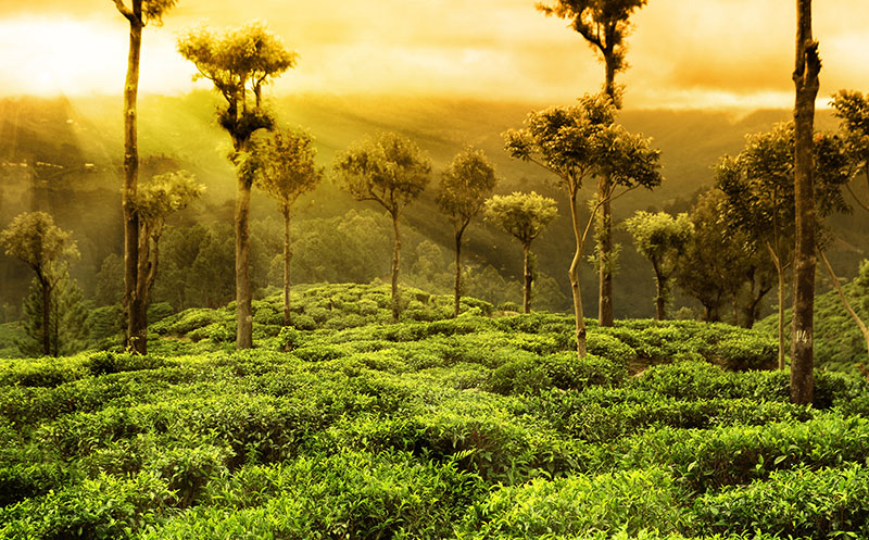 Best tour packages to wayanad
