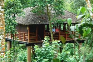 Carmelia Haven Tree house- THEKKADY