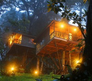 Nature Zone Jungle Resort – MUNNAR
