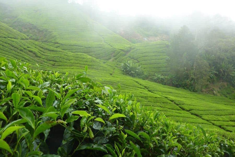 Munnar tour package 